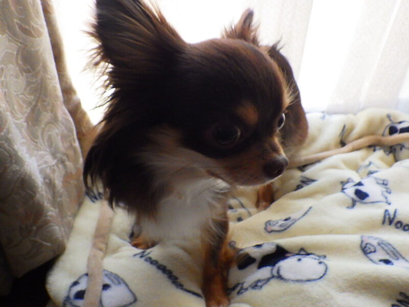 21年 令和3年 6月2日 青木湖ヒメマス釣り38 8cm最後のページで 家族の写真 株式会社dmc 21年 令和3年 6月2日 青木湖ヒメマス釣り38 8cm最後のページで 家族の写真 株式会社dmc