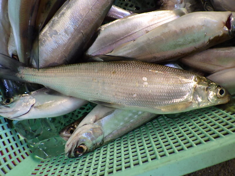 21年 令和3年 4月7日 8日青木湖ヒメマス釣り 桐野ボート社長に頼み込んで出航 株式会社dmc 21年 令和3年 4月7日 8日青木湖ヒメマス釣り 桐野ボート社長に頼み込んで出航 株式会社dmc