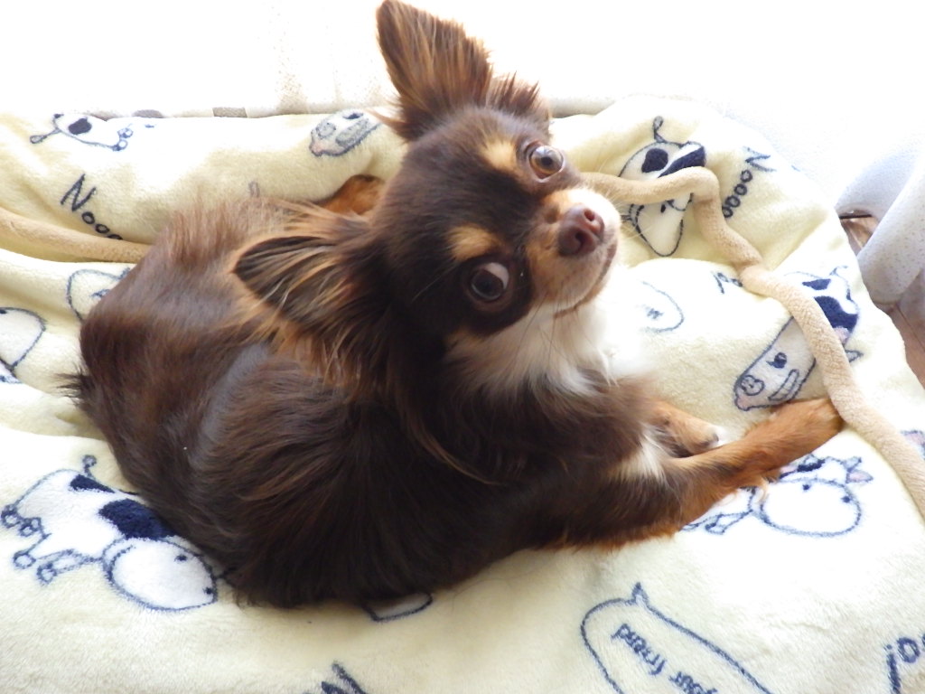 21年 令和3年 6月2日 青木湖ヒメマス釣り38 8cm最後のページで 家族の写真 株式会社dmc 21年 令和3年 6月2日 青木湖ヒメマス釣り38 8cm最後のページで 家族の写真 株式会社dmc