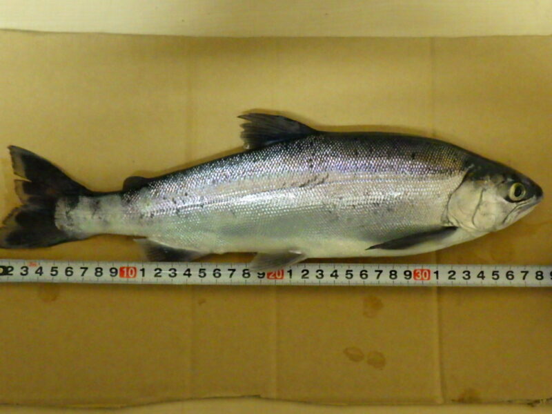 21年 令和3年 6月2日 青木湖ヒメマス釣り38 8cm最後のページで 家族の写真 株式会社dmc 21年 令和3年 6月2日 青木湖ヒメマス釣り38 8cm最後のページで 家族の写真 株式会社dmc