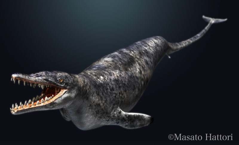 Basilosaurus_20160808_2